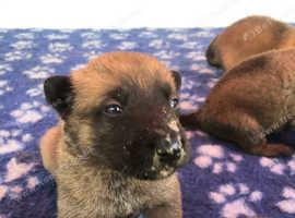 German Shepherd Dogs And Puppies For Sale In Blackpool Freeads Pets