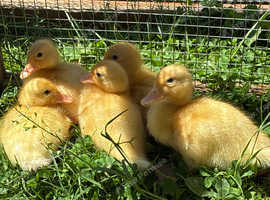 Call ducks for sale.