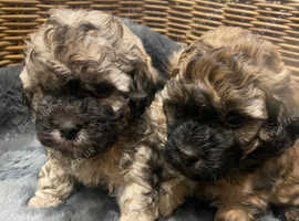 Gorgeous Poochon Puppies