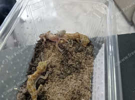 Dune geckos