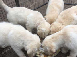 KC registered health tested golden retriever puppies