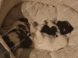 Fluffy chihuahuas