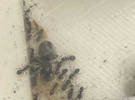 Lasius Niger Ant company and 3D printed nest