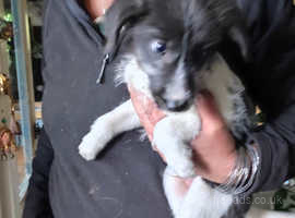 Bearded Bedlington greyhound x blue merle collie puppies