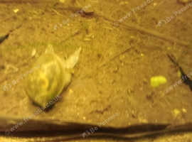 Cute Rams Horn Snails