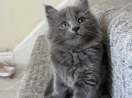grey kittens