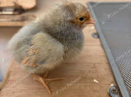 Various chicks for sale