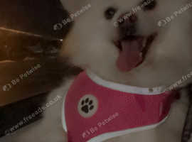 FEMALE Japanese spitz due in season