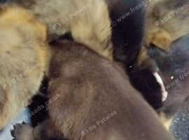 Shepsky puppies for sale