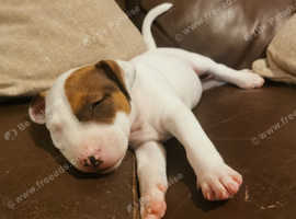 English Bull terrier pup