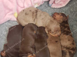 Pedigree Miniature dachshund puppies