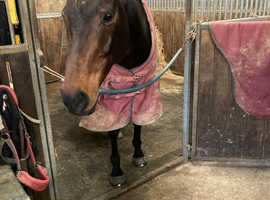 Safe forward going Hack/Fun Ride Horse wanted - Good Budget Available