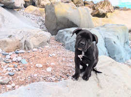 Gorgeous girl looking for her forever home