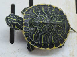 Baby Musk & River Cooter Turtles Available