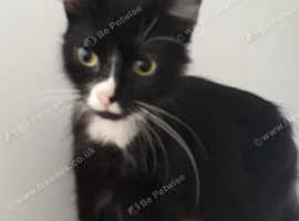Female Cat for sale