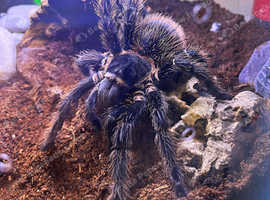 Lasiodora parahybana