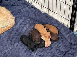 Cockapoo puppies