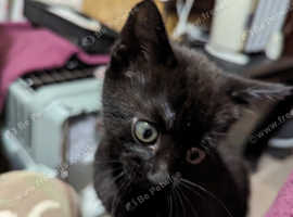 Black kitten.