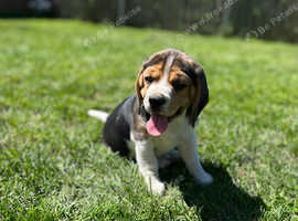 Gorgeous male beagle puppy
