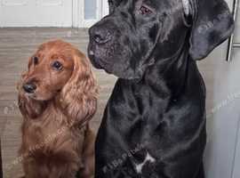 Cane corso puppies