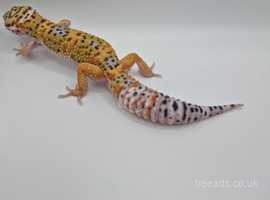 Leopard Gecko RRU2