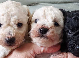 Miniature poodle