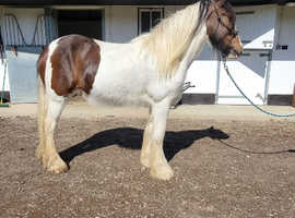 16hh cob to make 16.2hh