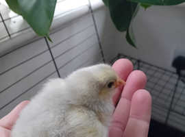Lavender and large fowl Orpington chicks and hatching eggs
