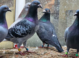 Racing pigeons  for sale..