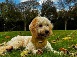 Flat coat on sale cockapoo for sale