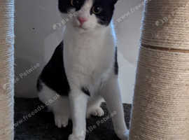 Adorable Rare F1 Lykoi Tuxedo Boy Cat