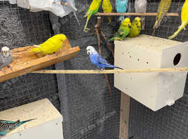 Budgies for sale