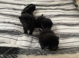 Beautiful kittens