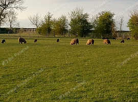 Registered Coloured Ryeland Ewes For Sale