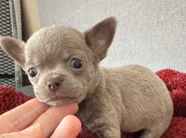 Smooth coat chihuahua puppies