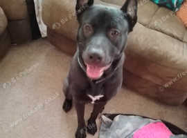 Mixed breed male 1yr shepherdxbully
