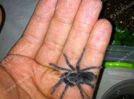 Tarantula collection