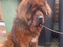 Top quality Tibetan mastiff Lion type