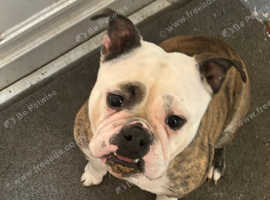 English bulldog girl unnuted
