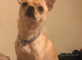 2 year old golden Chihuahua for stud