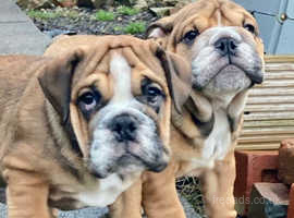 Stunning English Bulldog pups