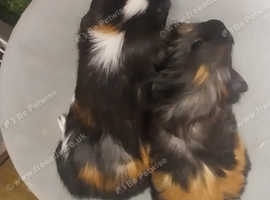 Various Guinea Pigs