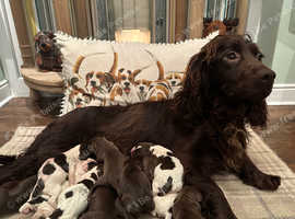 Sprocker puppies hot sale for sale