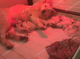 KC registered, health tested white Swiss shepherd puppies