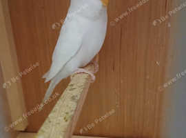 Budgies