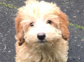 Fully Vaccinated Female Cockapoo Puppy
