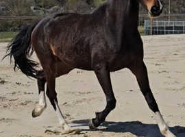 16.1 Bay Mare 4 yrs Dressage By Kaiser Weltino