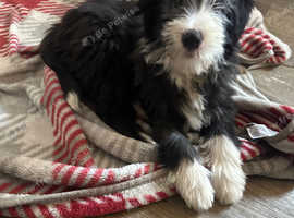 Quality Bearded Collie Puppies.