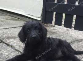 Puppies In Farnborough Dogs Puppies For Sale Rehome Freeads