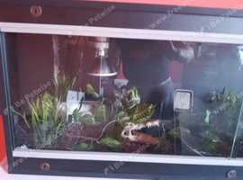 4ft viv and accessories OFFERS ACCEPTED
